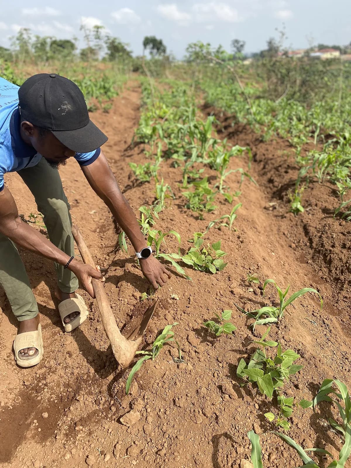 Un agriculteur à la houe