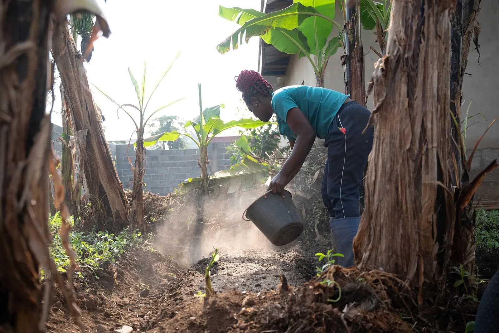 Une agricultrice arrose un bananier