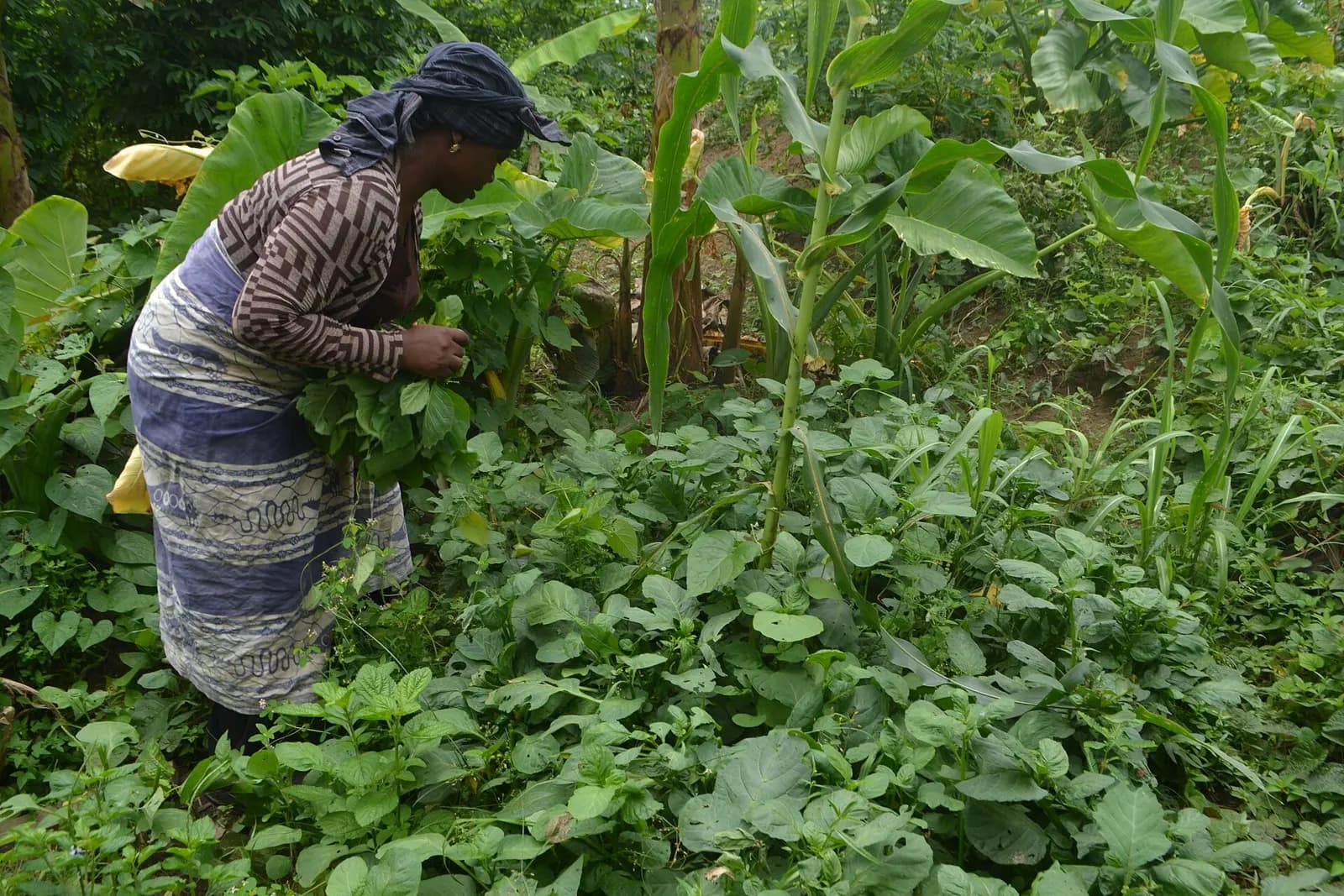 Une agricultrice dans son champ