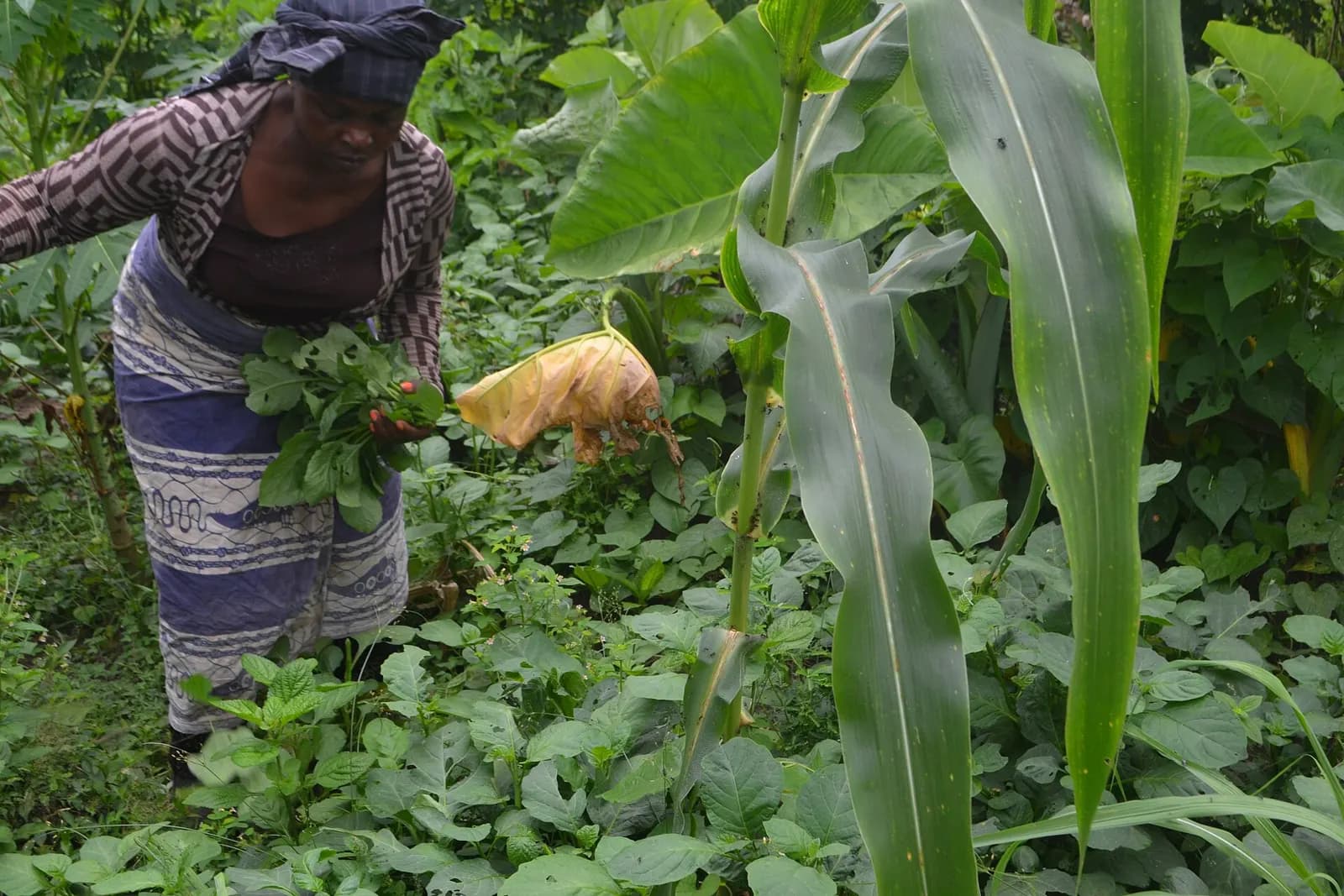 Une agricultrice récolte