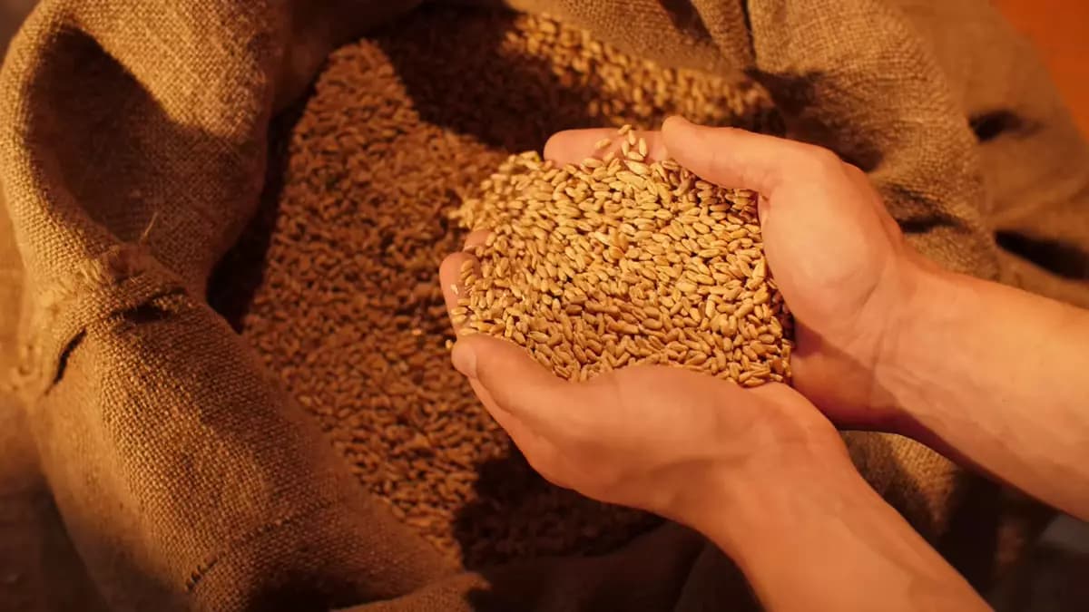 Du grain récolté dans un sac